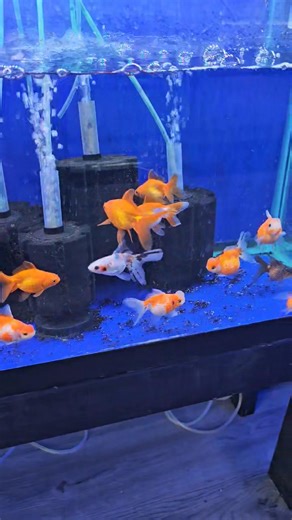 New Fish!!! Goldfish, African Cichlids, Blackworms and more! | Method Aquatics