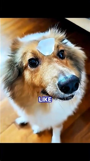 I didn't expect the dog to do THIS... 😱 #shorts