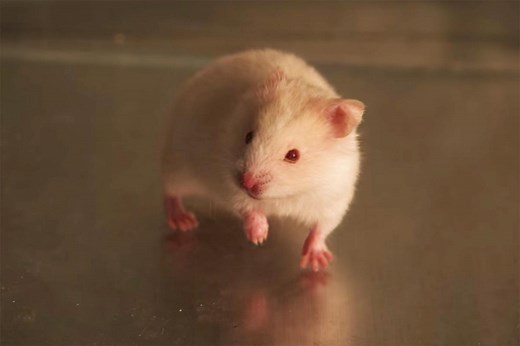 ‘All of Us Are Dead’ Episode 1 Recap: Hamster Damned