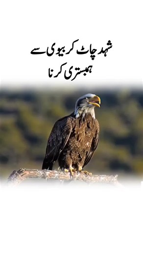 Silent Hunter Watching the World — Motivational Poem Video
