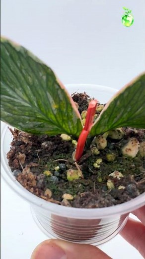 Rare Hoya : Hoya Polyneura Jasminka #thegreenearth #plants