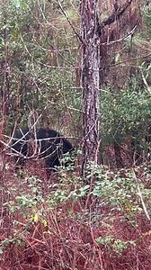 58K views · 1K reactions | Go ahead Holly! #knotnormaladventures #blessed #dogphotography #dogoftheday #viraldog #huntingdog #workingdogs #outdoors #whatgetsyououtdoors | Knot Normal Adventures | Facebook