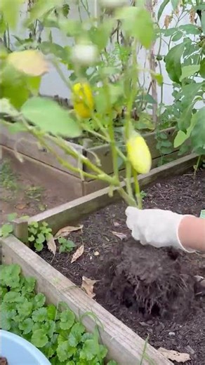 Backyard Coconut Harvest 🥥