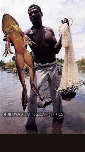 【絶滅危惧】世界最大のカエル【ゴライアスガエル】がヤバすぎる