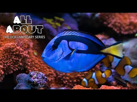 REGAL BLUE TANG: Nemo's Best Friend On The Reef | All About Documentary Series