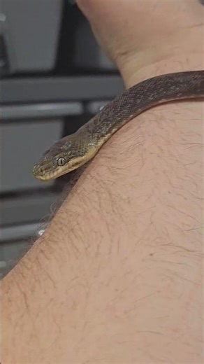 The Unmatched euphoria After a Shed!