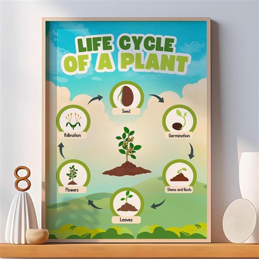Life Cycle of a Plant Poster | Seed Germination, Growth, Flowering, Pollination Diagram - Etsy Canada