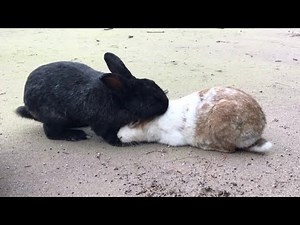 The black rabbit who is totally obsessed with the white rabbit.
