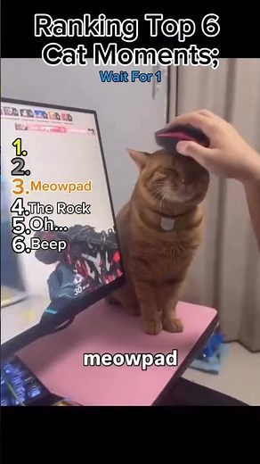 Ranking Top 6 Cat Moments Wait For 1!