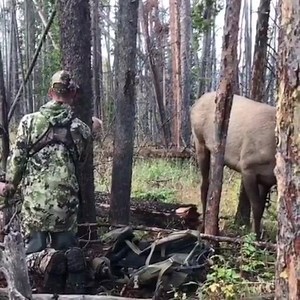 1.3M views · 10K shares | Priceless Always a joy getting up close to the wildlife we sportsmen love to protect, chase, hunt, eat and conserve. Pass it on! #elkhunting #elk #bowhunt #wildlife #hunting | BigGame Forever | Facebook