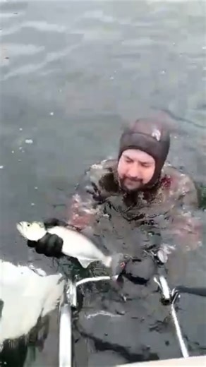 #lüfer #lüferavı #bluefish #balık #balıkavı #spearfishing #zıpkınlabalıkavı #sondakika #shorts #fish