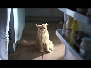 O2 Cat - Advert 2