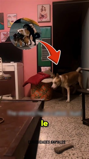 Los perros si entienden lo que hablamos 👀😹