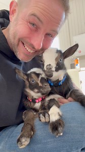 64K views · 8.1K reactions | Fluffy’s little ones got their names!!! #fluffyfeatherfarm #babygoat #babygoats #babyfarmanimals #nigeriandwarfgoats #fluffy https://fluffyfeatherfarm.com | Fluffy Feather Farm | Facebook