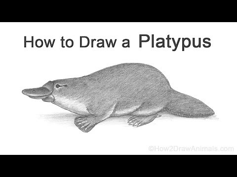 How to Draw a Platypus