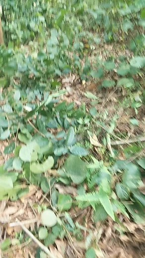 Clearing Forest Floor: Sustainable Outdoor Practices