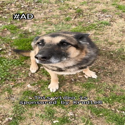 If you’re looking for calming chews that actually work, check out Kradle® Calming Chews at Pet Supplies Plus | Jakoba German Shepherds | Facebook