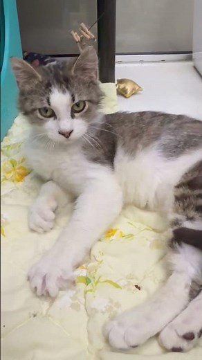 ADOPTED! Stubby - super loving little adorable boy!