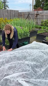 11 reactions | Protect your brassicas 復 from cabbage moths (aka...