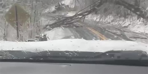 Tree falling in Spring Hill, TN