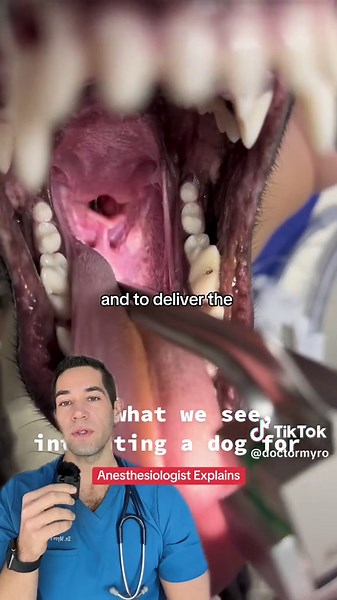 Veterinarians Performing Intubation in Dogs: A Medical Insight