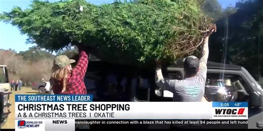 Lowcountry Christmas tree farm opens for the season; Families rush to find the perfect tree
