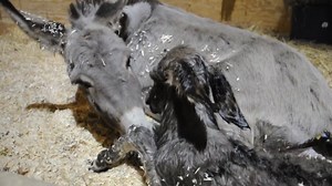 15K views · 171 reactions | I am working behind the scenes to ensure we have everything we need when we find a new farm. | Down to Earth Animal Rescue and Sanctuary | Facebook