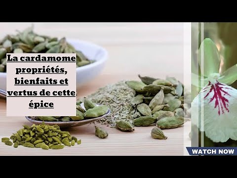 La cardamome : propriétés, bienfaits et vertus de cette épice