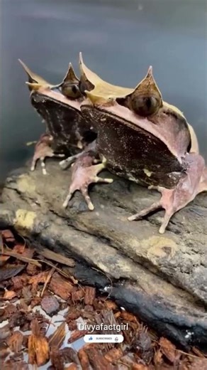 Nature's Camouflage 🤯😨| #facts #knoweledgefacts #shortsfeed #animals #factwide #amazingfacts #new