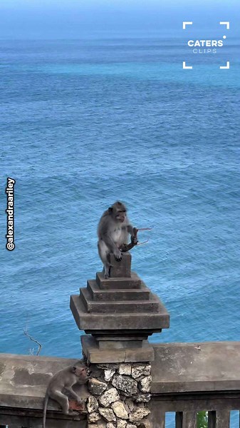 Bali monkeys have tourists chasing them after chaos erupts