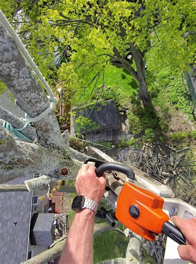 Expert Tree Removal Techniques for Arborists