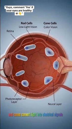 How Your Eyes Turn Light Into Vision 👁️ | Explained in 30 Seconds