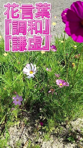 コスモス | 道端花図鑑 特別編 浜松の叔母から