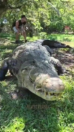 Tiger vs Crocodile 🐯🐊 | Jungle Ka Raja Ya Paani Ka Badshah? #shorts #lion #tiger #crocodile