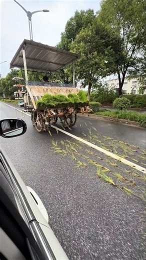 Wow Paddy plantation on the road itself 😲
