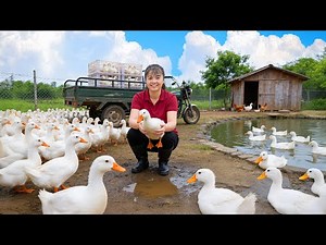 TIMELAPSE -- Harvesting 1000+ Flock Of Ducks, Go to Market Sell & Buy Ducklings to Raise
