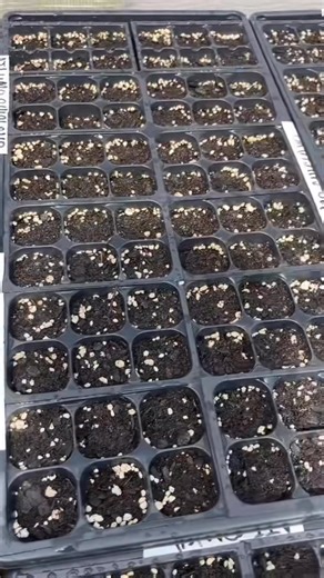 #PeruvianRootsFarm #PeruvianRoots #PeruvianRootsAmericanBlooms #PeruvianGarden #gardening #garden #seeds #peruvianplant | Peruvian Roots Farm | Facebook