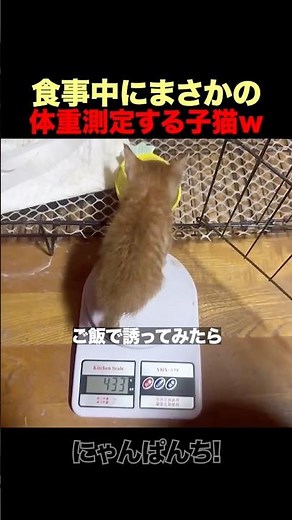 リアルタイムで体重が増える子猫ｗ