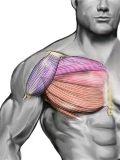Optimize Your Pec Fly for Maximum Chest Gains