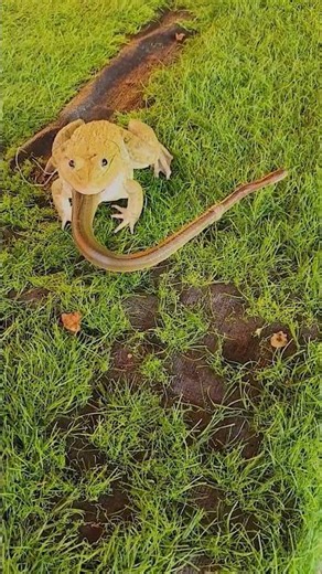 African Bullfrog Hunting #shorts