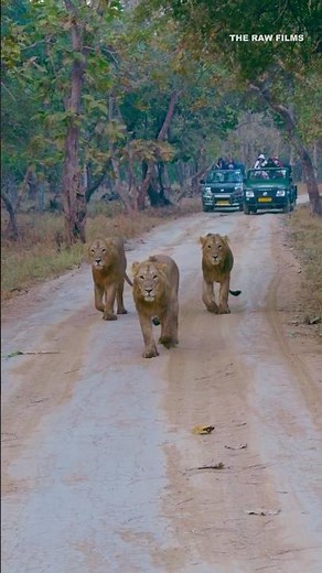 Face to Face with the King 🦁 | Rare Asiatic Lions of Gir Safari