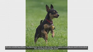 Toy Manchester Terrier: Everything You Need to Know!