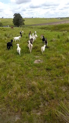 Thangana Krila (@siya4020)’s videos with Ngimile Mpo - Umafikizolo