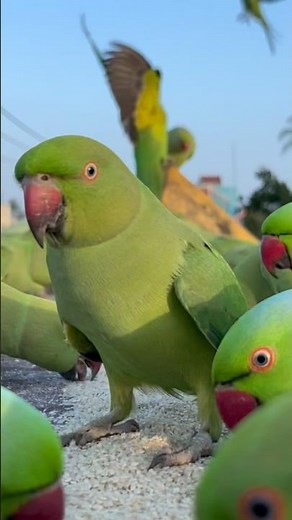 Parrots highly calories food/mithu mithu talking parrots/alaxandrine parakeets‪@narendrapantham‬