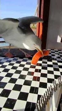 Giving My Pet Seagull Two GIANT Slices of Salmon!! 🍣