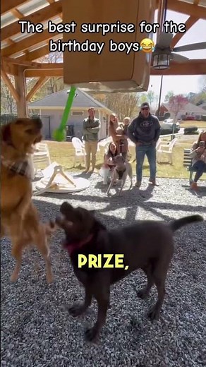 Dog gets piñata at his birthday party 😂🐕