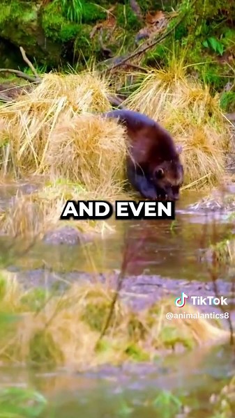 AnimalAnticss (@animalantics8) - Small But Scary: The Wolverine - Discover the Ferocious Nature of this Fearless Animal