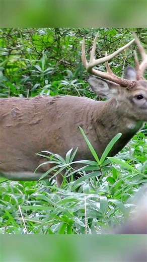 Perfect Arrow Shot – Deer Down Instantly 🏹 #deer #deerhunting #harehunting #загоннаяохота #bowhunt