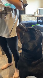 Look how gentle my Rottie eats 😊 | Kott The Rott
