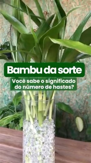 Raiz Viva I A natureza na sua casa on Instagram: "🌱O número de hastes no bambu da sorte carrega diferentes significados, de acordo com as tradições do Feng Shui: 1 haste: Simboliza uma vida simples e uma poderosa energia positiva. 2 hastes: Representa o amor e está frequentemente associado a relacionamentos e casamentos. 3 hastes: Significa felicidade, longevidade e riqueza. 4 hastes: Normalmente evitado, pois o número quatro pode estar ligado à morte em algumas culturas asiáticas (especialment